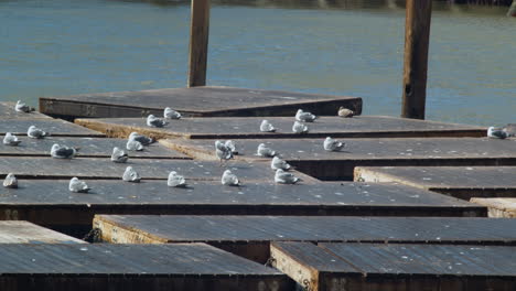 seagulls on floating rafts
