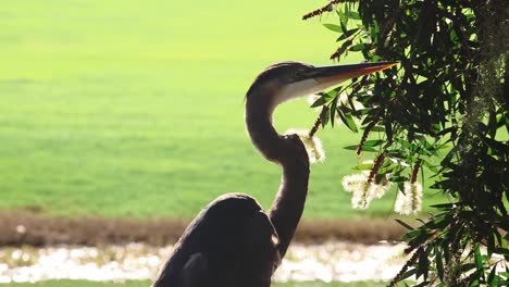 Blue-Heron-stands-majestically-as-water-reflection-lights-up-under-its-chin