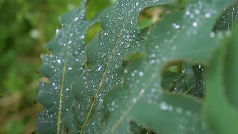 Morning-Dew-Drop-Falling-on-Leaf-in-Forest,-Static-Real-Time-Shot-,-vertical-shot