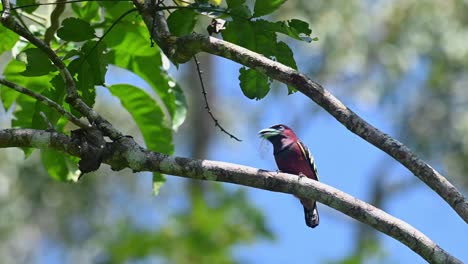 條紋大嘴巴 (eurylaimus javanicus)