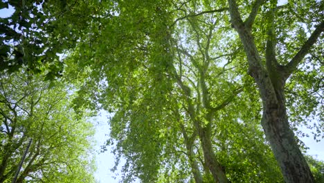 looking up on forest trees, beautiful sun rays through tops of trees, sun shines through foliage on a summer day