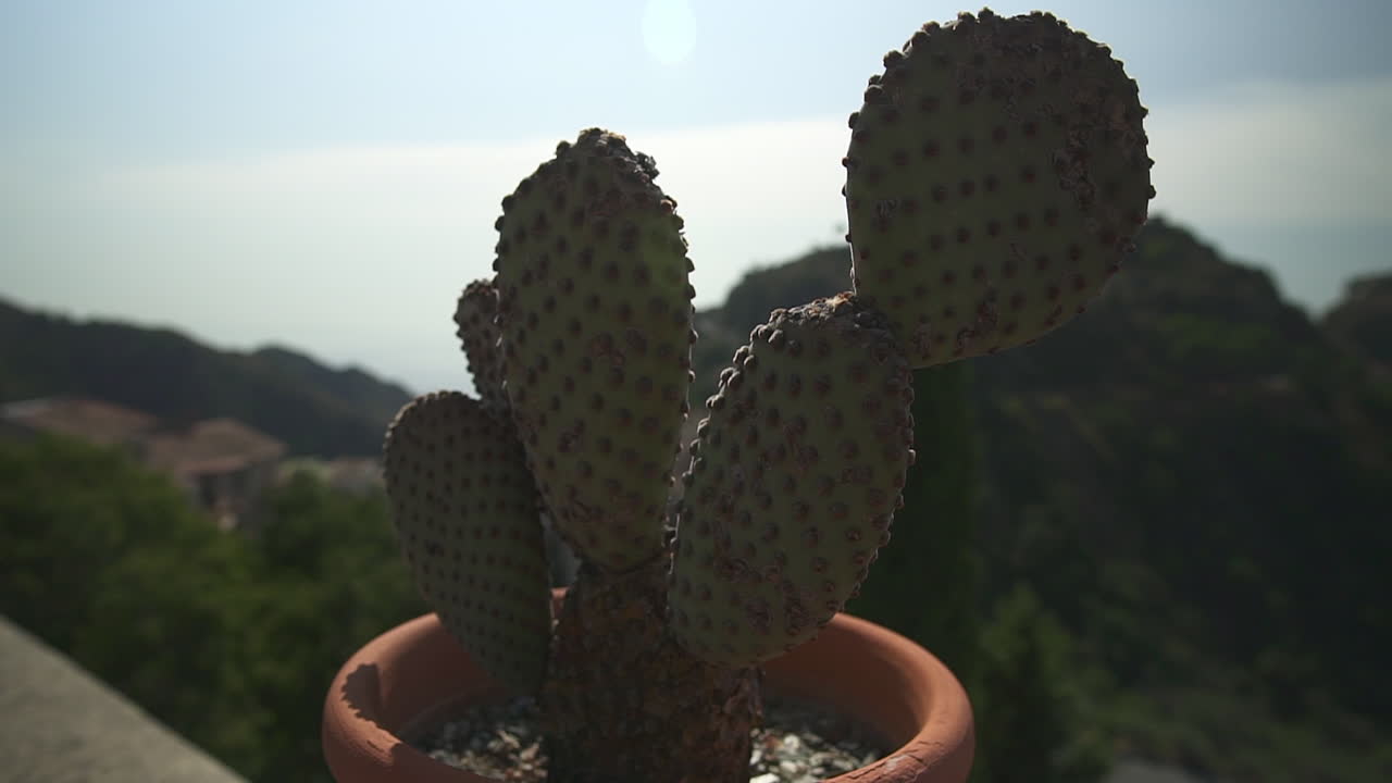 pequeño nopal en un balcón alto, colinas y cielo azul en el fondo
