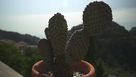 Pequeño-Nopal-En-Un-Balcón-Alto,-Colinas-Y-Cielo-Azul-En-El-Fondo