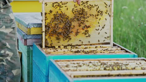 frames of a bee hive. bee honeycombs with honey and bees. apiculture concept