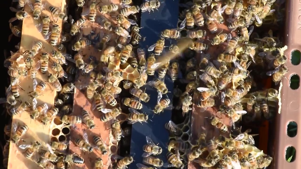 Honey Bees diligently work the hive to produce honey for a beekeeper.