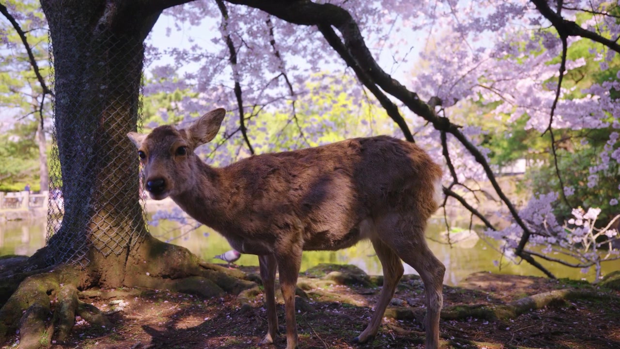 Japanischer Hirsch im Frühling, Sakura im Hintergrund, süße leckende Schnauze.