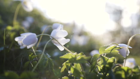 Pan-along-cluster-of-wood-anemone-flowers,-shallow-depth-of-field