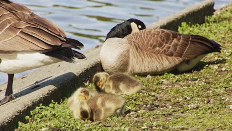 Baby-Gänse-Und-Mutter-Schlafen-Neben-Teich---Stanley-Park-Vancouver