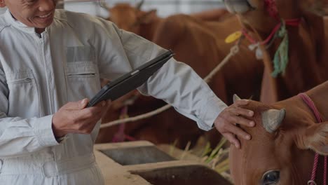 senior asian farmer using tablet computer to inspecting cows in modern dairy farm facility cowshed