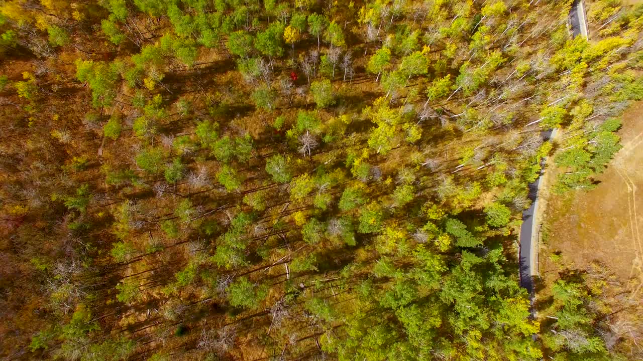 hojas de otoño cambiando de color en las montañas
