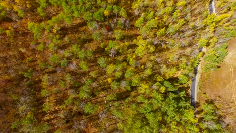 autumn leaves changing colors in the mountains