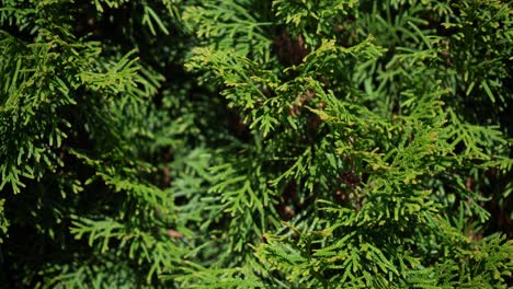 Panning-shot-of-evergreen-emerald-cedar-coniferous-tree---right-to-left-4k