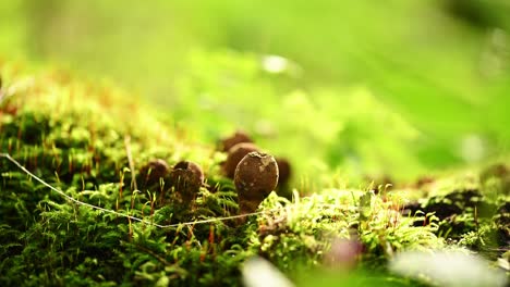 macro shot of puffball mushrooms on a bright sunny day in the forest- static