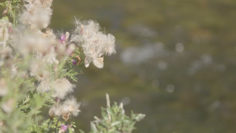 Wiegende-Blumen-Gegen-Die-Sanfte-Strömung-Eines-Flusses-An-Einem-Sonnigen-Tag