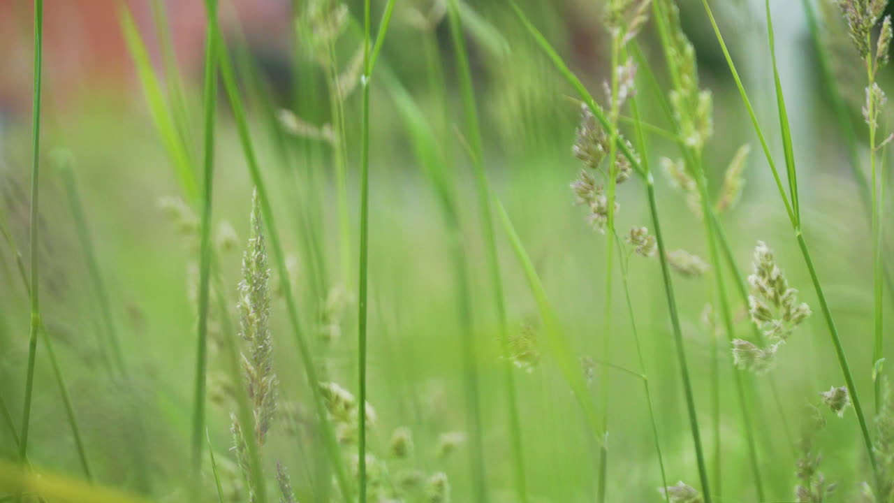 High grass blades swing in the wind. Natural background.