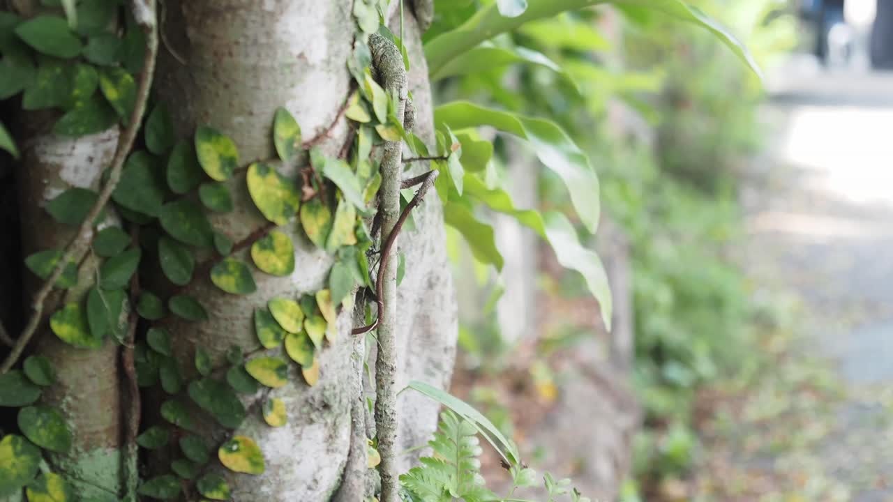 Ivy growing on a tree trunk