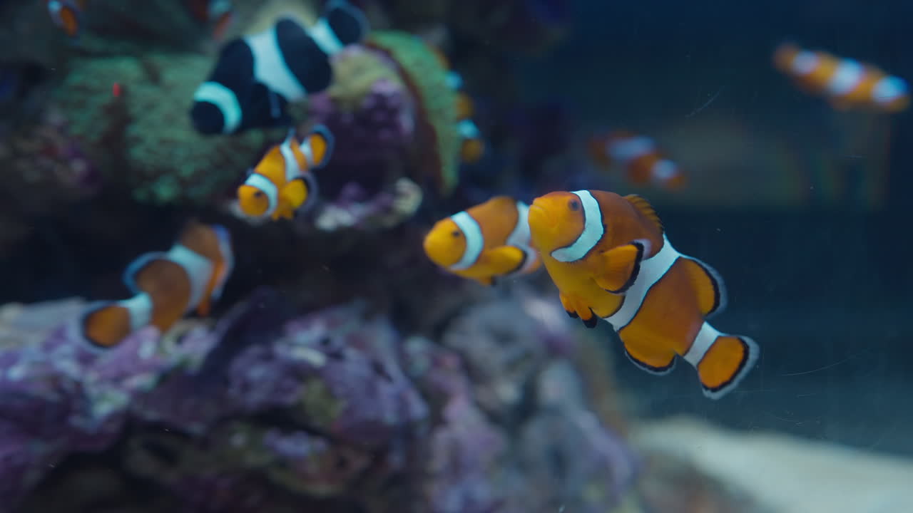Pesce pagliaccio che nuota con grazia in un acquario vivace
