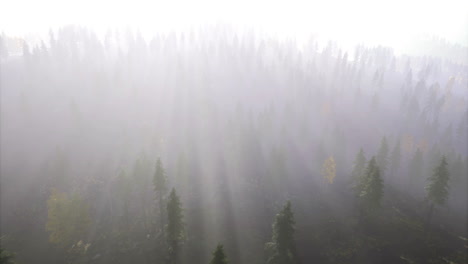 Dawn in a misty forest with pine trees and soft sunlight