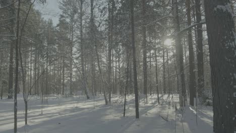 snowy winter forest with sunlight
