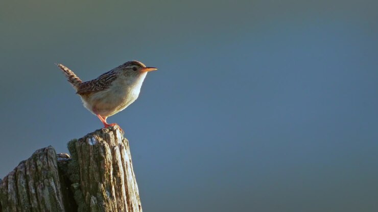 Grass Wren singing on a fence post with blue background