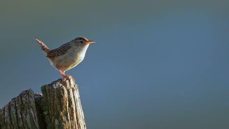 Hierba-Wren-Cantando-En-Un-Poste-De-Cerca-Con-Fondo-Azul