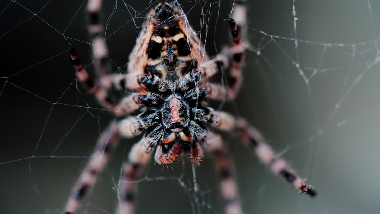 Close up of a spider sitting in its web, showing intricate details of its body and fine silk threads