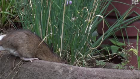 a brown rat, rattus norvegicus, amongst plants in an urban garden