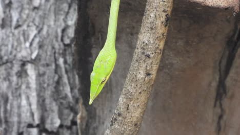 green whip snake  in head .tree