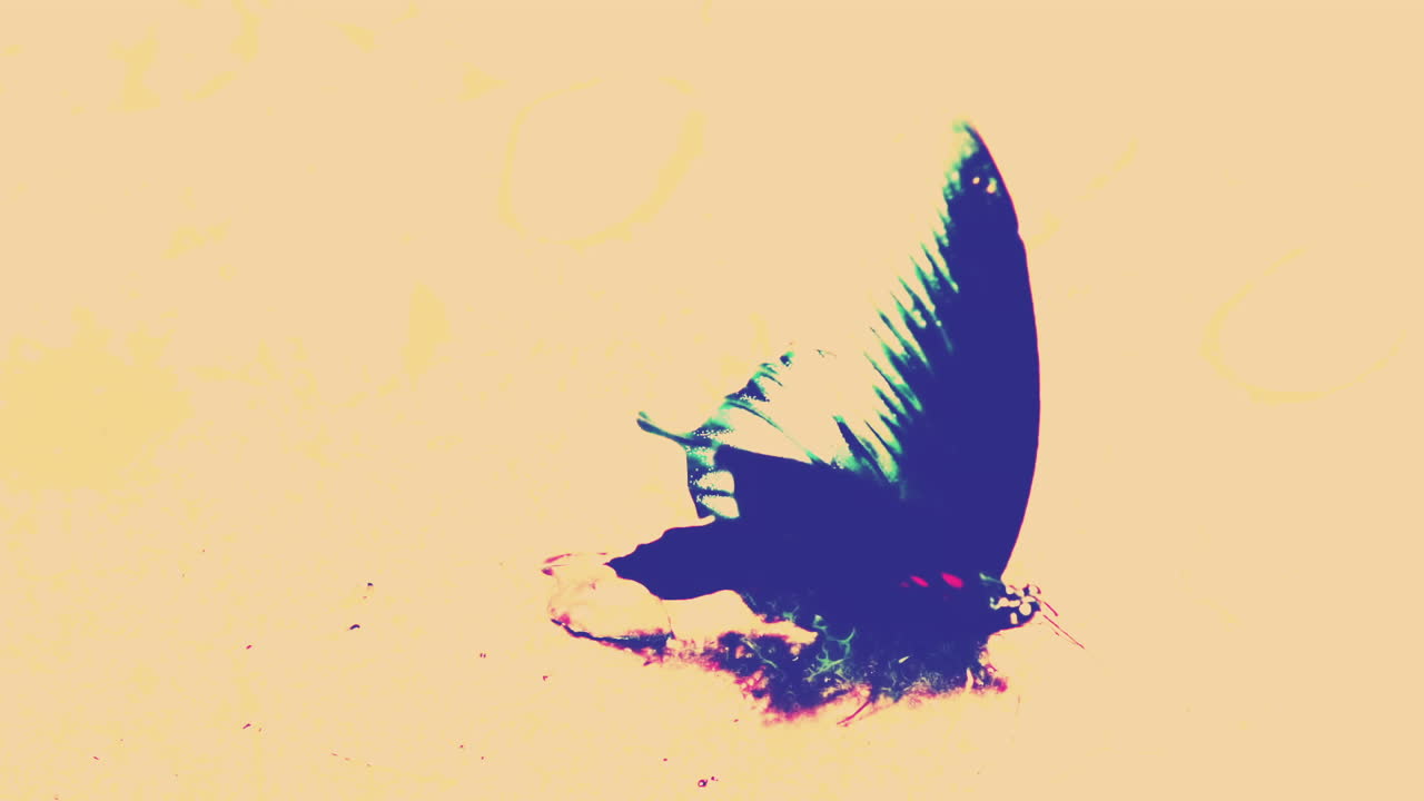 나비가 날개를 흔들고