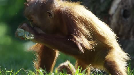 Baby-Orang-Utan-Spielt-Im-Gras-Und-Macht-Eine-Rolle,-Warmer-Und-Sonniger-Tag,-Natur-Und-Dschungel,-Rot-4k