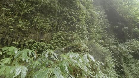 hojas verdes que brillan al sol bajo una fina cascada brumosa