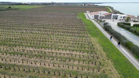 two women ride bicycles near vineyard farmland aside from the coastline in loix village in île de ré island france, aerial follow shot