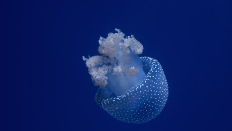 white-spotted jellyfish close-up