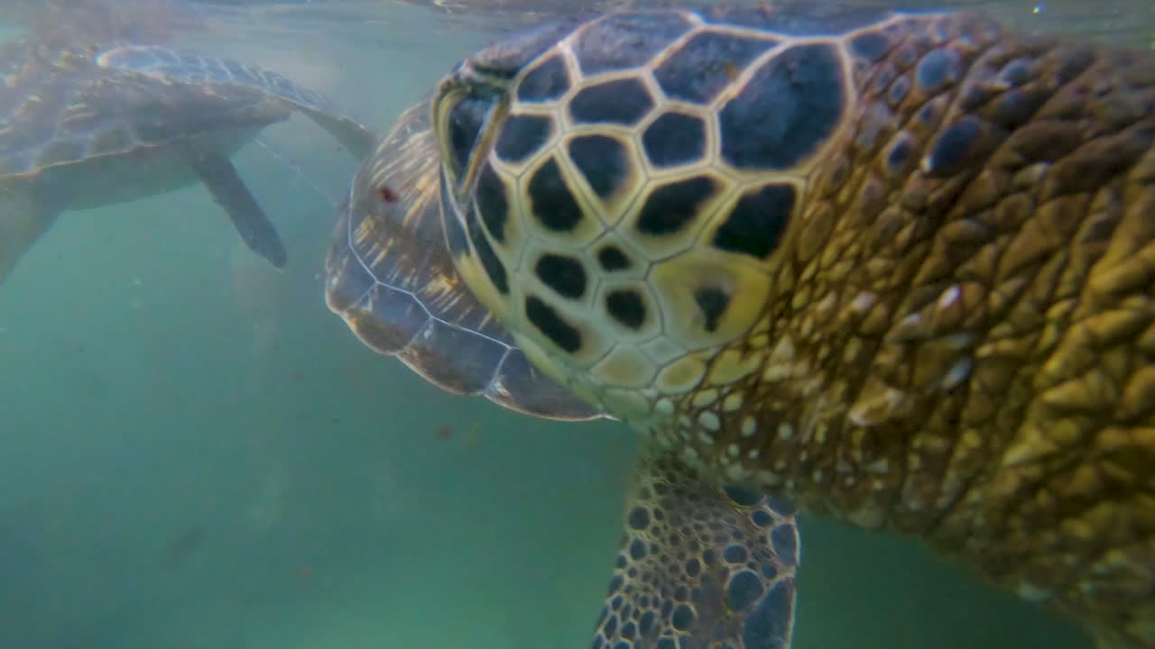 Head of swimming green sea turtle next to other turtles, close up