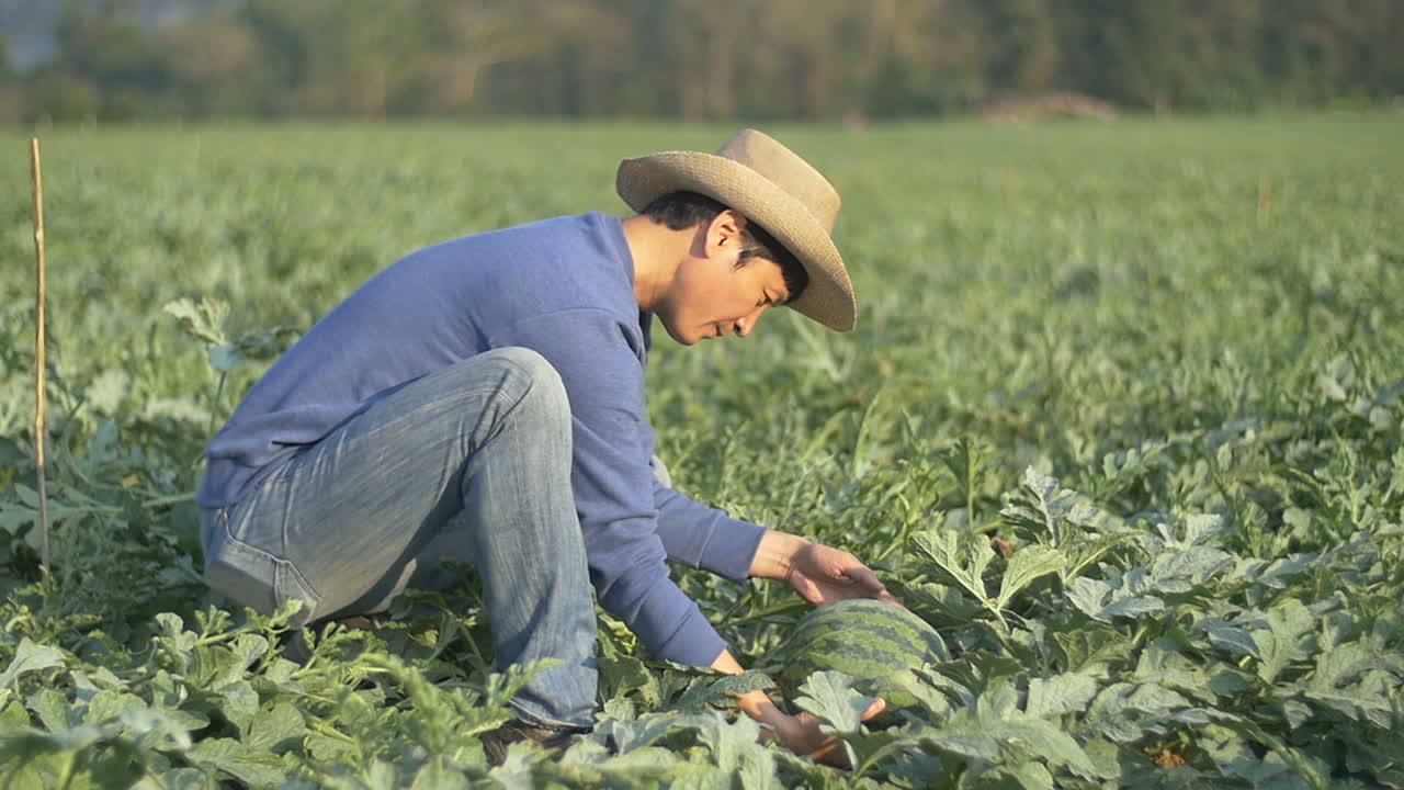 Asian Farmer Take Care Melon At Melon Field