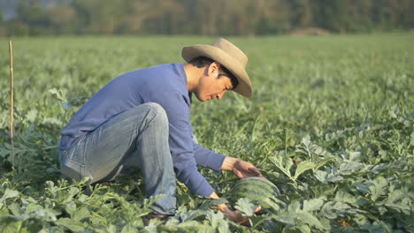 asian farmer take care melon at melon field