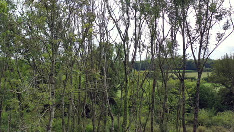 drone shot dropping down next to a group of ash trees with signs of the disease ash die back in the uk