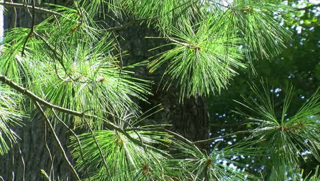 Pine-branches-sway-in-breeze,-backlit-by-sunlight