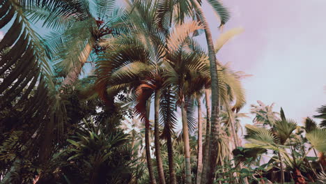 tropical-palms-and-plants-at-sunny-day