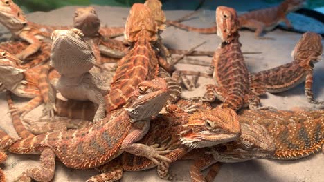 Zentrale-Bärtige-Drachen,-Die-Auf-Der-Pet-Expo-Thailand-2020-In-Bangkok-Nach-Oben-Schauen-Und-übereinander-Liegen