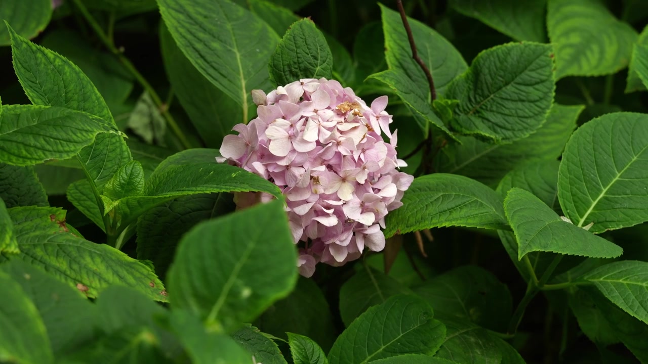 Fiore di ortensia rosa che sboccia in un rigoglioso giardino estivo verde 4K25p