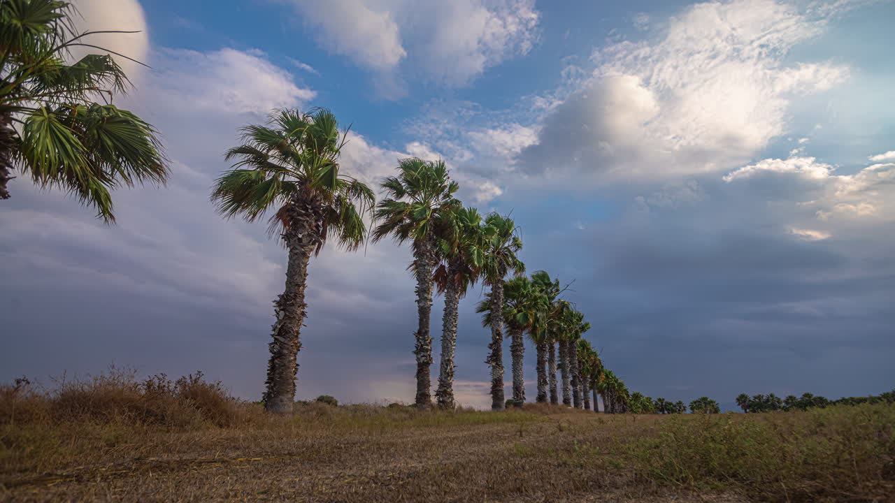 Cinematic timelapse of clouds moving fast on the sky with palm trees in the front, Time Lapse, Time Passing