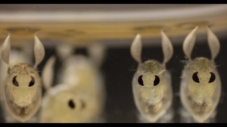 Close-up of Aquatic Micro-organisms with Prominent Eyes