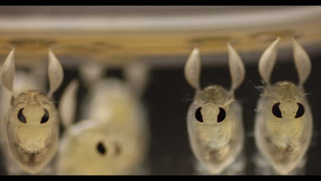close-up of aquatic micro-organisms with prominent eyes