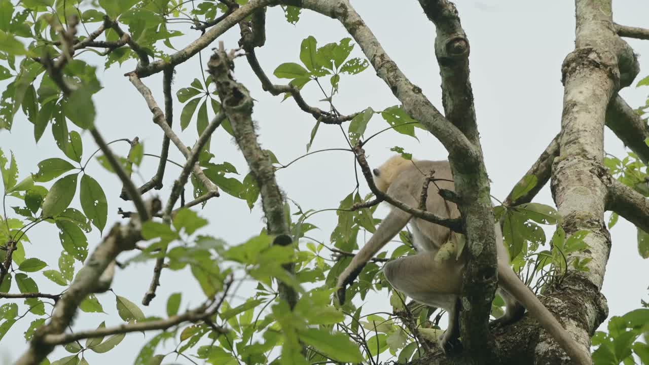 mono en la reserva de vida silvestre de chitwan en nepal, monos langur comunes en el parque nacional de chitwan, animales y naturaleza de asia y nepal, trepando en un árbol