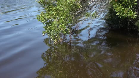 tree limb dipping into muddy water gently blowing in the breeze in the afternoon with its reflection showing in the water