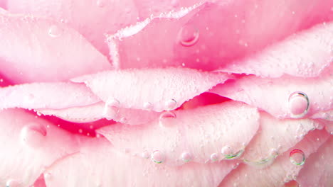 pink rose petals with bubbles