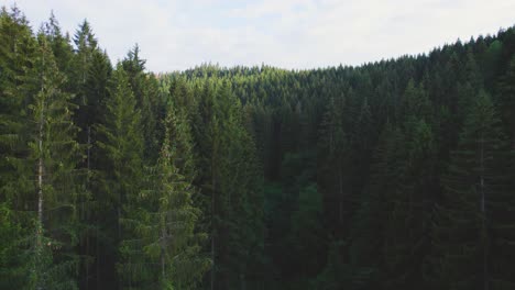 Drone-flying-through-green-pine-forest