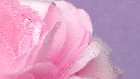 pink rose petals with water droplets and bubbles