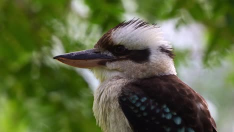 Laughing-kookaburra,-dacelo-novaeguineae-perched-on-tree-branch-on-a-windy-day-at-the-botanic-gardens-against-leafy-foliages-background,-close-up-portrait-shot-of-Australian-native-bird-species